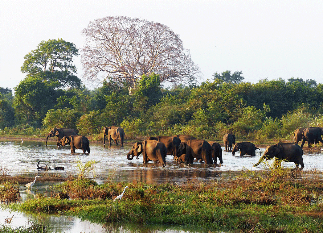 Yala National Park has been visited countless times, but the issue is: will Yala Park still exist in a few years?