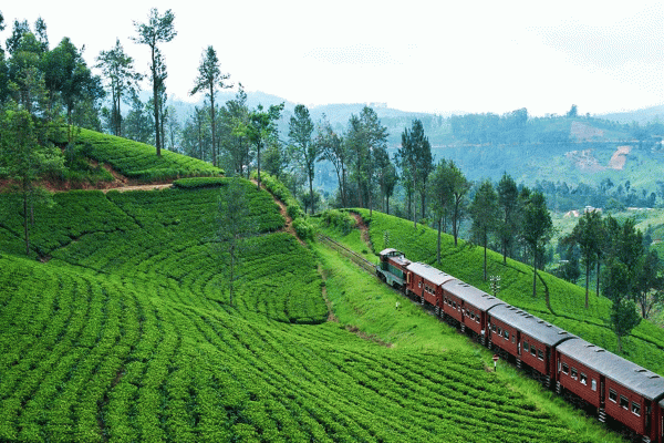 Nuwara Eliya do Kandy, wycieczka po fabryce herbaty w Kandy