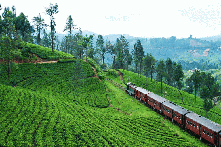 Nuwara Eliya to Kandy, Tea factory tour in kandy