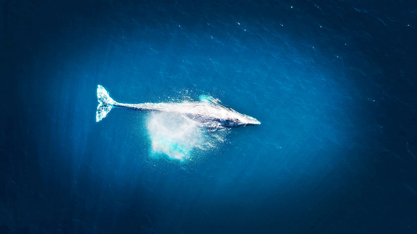 Kolombo z obserwacją wielorybów
