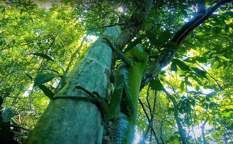 Sinharaja Forest Reserve, The tour of Sinharaja jungle, SRI-LANKA JUNGLE TOURS