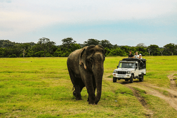 Sri Lanka 6-Tages-Tour, 4-Tages-Sri Lanka-Tour, Ist Sri Lanka ein günstiges Urlaubsziel?